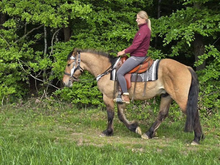 Andere Rassen Ruin 3 Jaar 154 cm Falbe in Linkenbach
