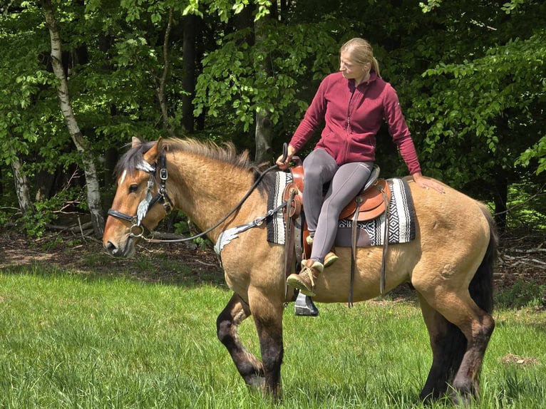 Andere Rassen Ruin 3 Jaar 154 cm Falbe in Linkenbach