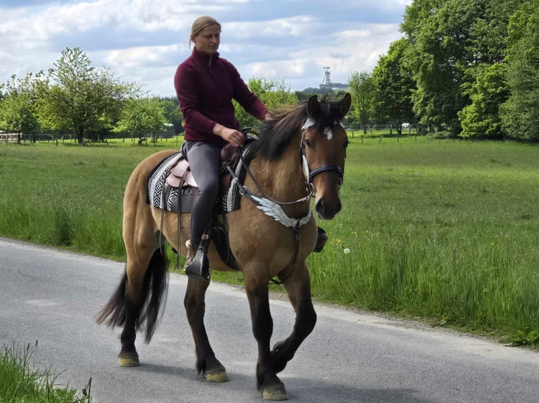 Andere Rassen Ruin 3 Jaar 154 cm Falbe in Linkenbach