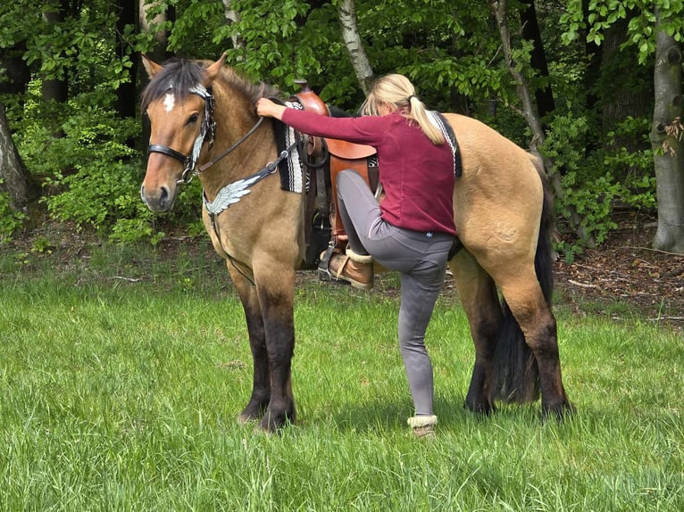 Andere Rassen Ruin 3 Jaar 154 cm Falbe in Linkenbach