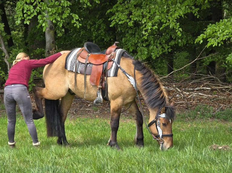 Andere Rassen Ruin 3 Jaar 154 cm Falbe in Linkenbach