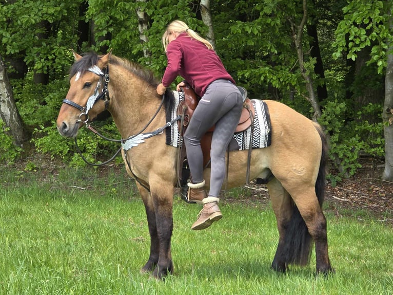 Andere Rassen Ruin 3 Jaar 154 cm Falbe in Linkenbach