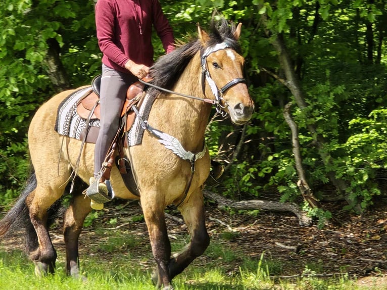 Andere Rassen Ruin 3 Jaar 154 cm Falbe in Linkenbach