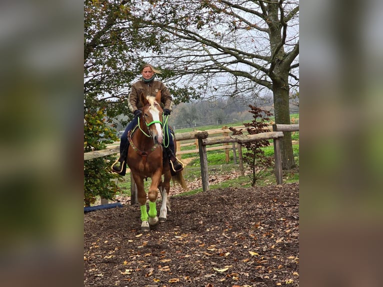 Andere Rassen Ruin 3 Jaar 154 cm Vos in Linkenbach