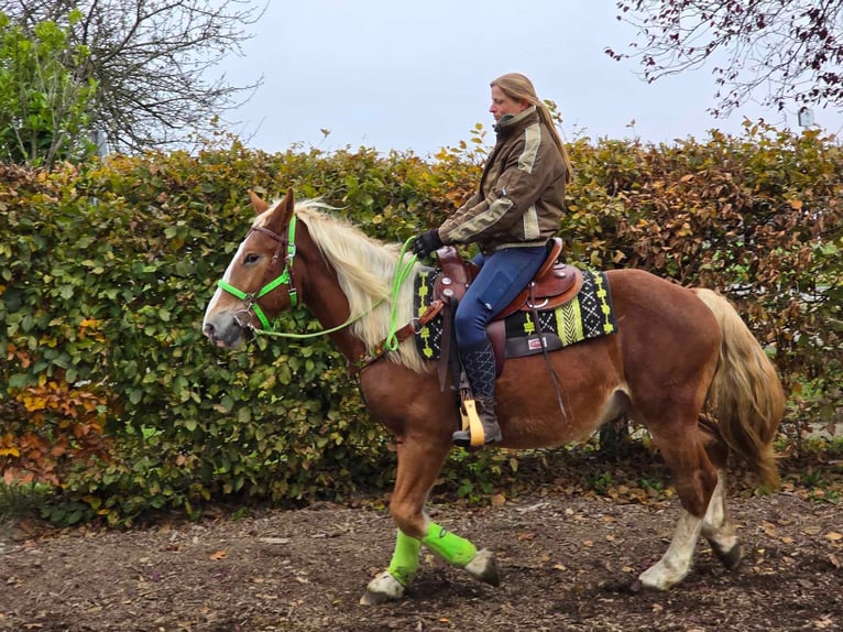 Andere Rassen Ruin 3 Jaar 154 cm Vos in Linkenbach