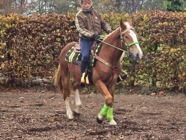 Andere Rassen Ruin 3 Jaar 154 cm Vos in Linkenbach