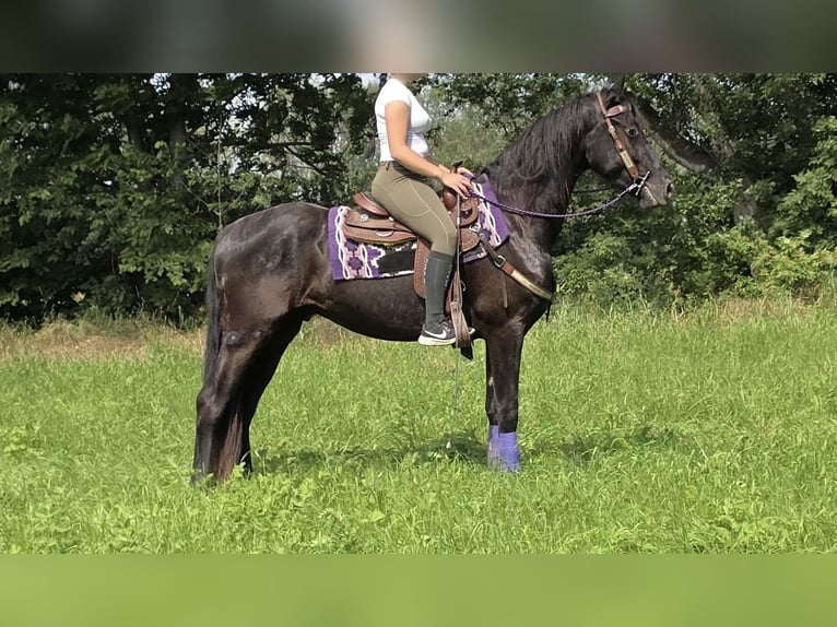 Andere Rassen Ruin 3 Jaar 156 cm Zwart in Sankt Augustin