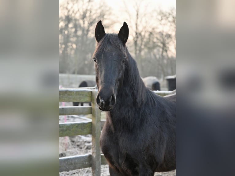 Andere Rassen Ruin 3 Jaar 156 cm Zwartbruin in HannoverHannover