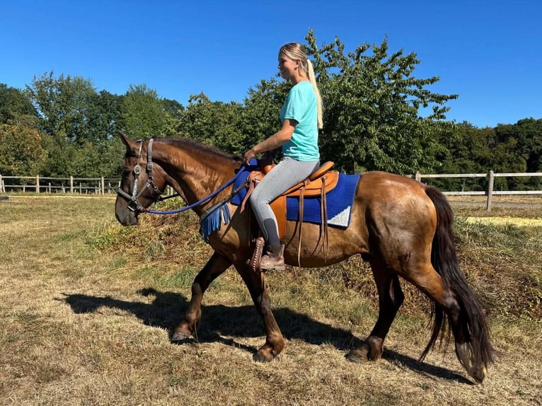 Andere Rassen Mix Ruin 3 Jaar 157 cm Donkere-vos in Linkenbach