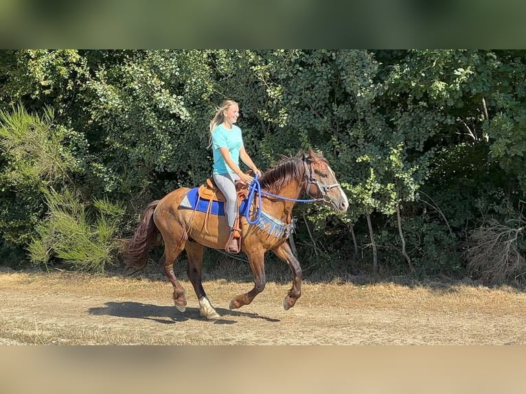 Andere Rassen Mix Ruin 3 Jaar 157 cm Donkere-vos in Linkenbach