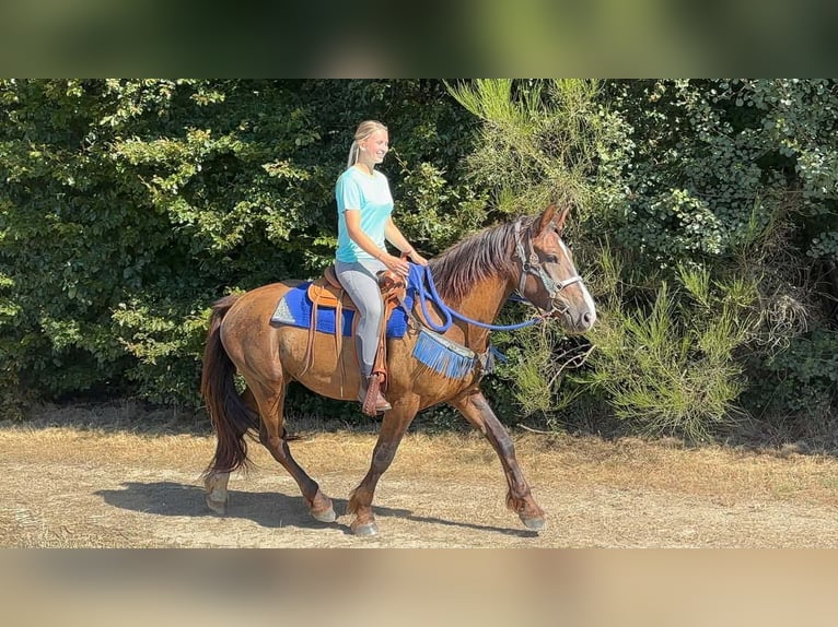 Andere Rassen Mix Ruin 3 Jaar 157 cm Donkere-vos in Linkenbach