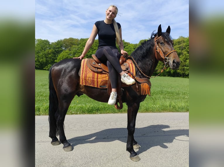Andere Rassen Ruin 3 Jaar 157 cm  in Linkenbach