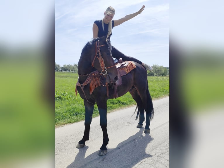 Andere Rassen Ruin 3 Jaar 157 cm  in Linkenbach