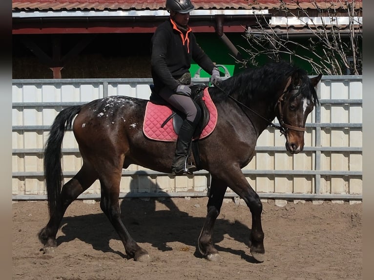 Andere Rassen Ruin 3 Jaar 158 cm Donkerbruin in Buttstädt