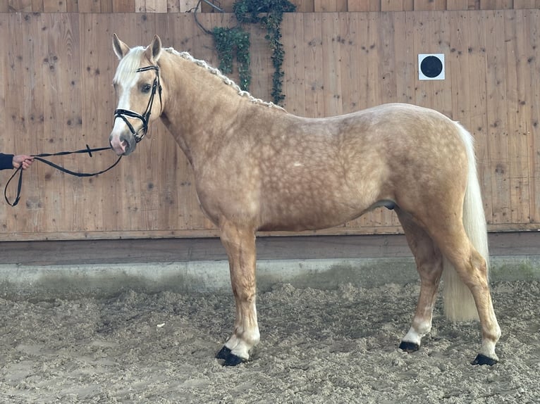 Andere Rassen Mix Ruin 3 Jaar 158 cm Palomino in Riedlingen