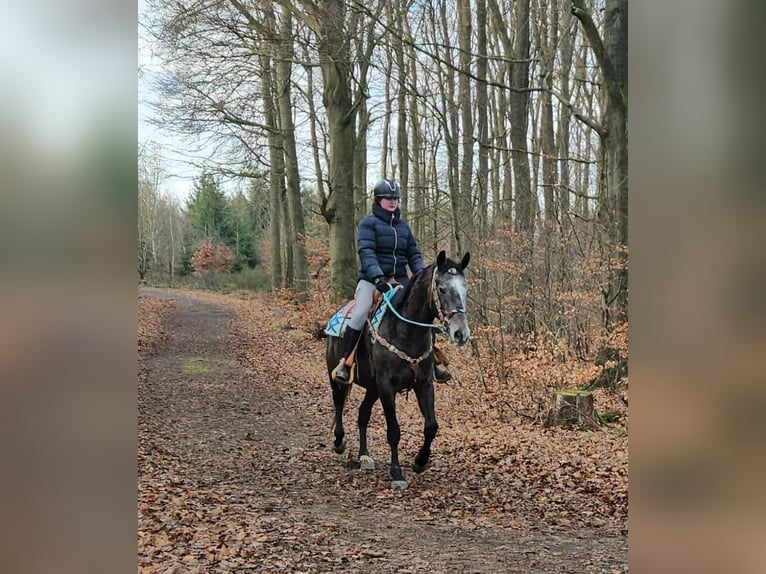 Andere Rassen Ruin 3 Jaar 160 cm Appelschimmel in Linkenbach