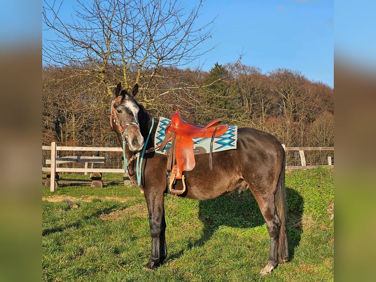 Andere Rassen Ruin 3 Jaar 160 cm Appelschimmel in Linkenbach