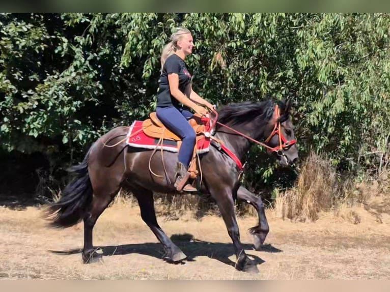 Andere Rassen Ruin 3 Jaar 161 cm Zwart in Linkenbach
