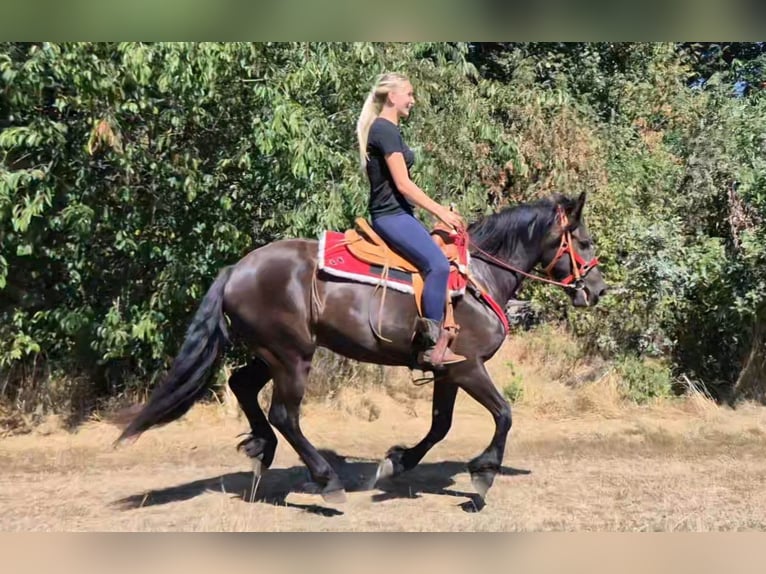 Andere Rassen Ruin 3 Jaar 161 cm Zwart in Linkenbach