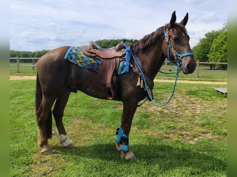 Andere Rassen Ruin 3 Jaar 162 cm Donkere-vos in Linkenbach