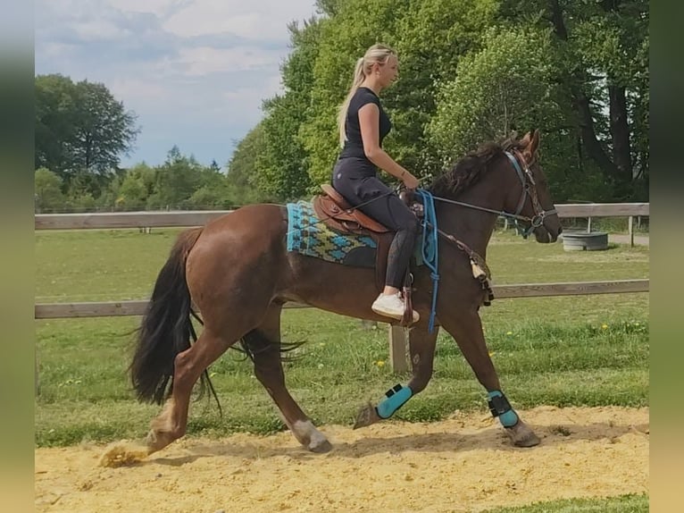 Andere Rassen Ruin 3 Jaar 162 cm Donkere-vos in Linkenbach