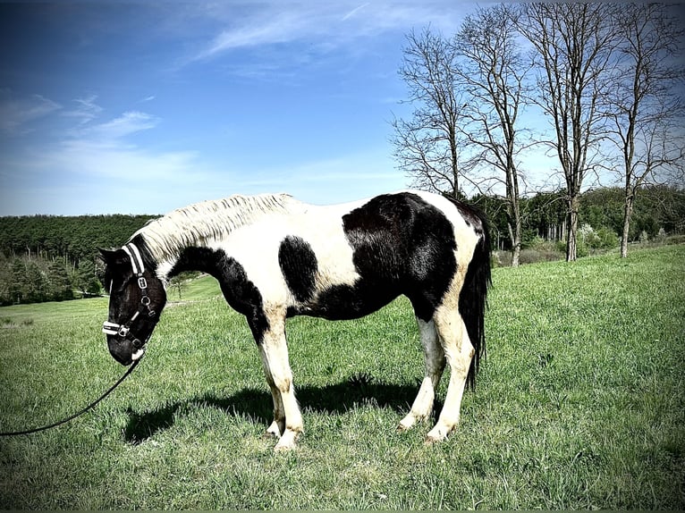 Andere Rassen Ruin 3 Jaar 165 cm Gevlekt-paard in Güssing
