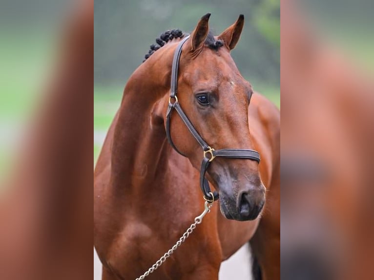 Andere Rassen Ruin 3 Jaar 165 cm in Zele