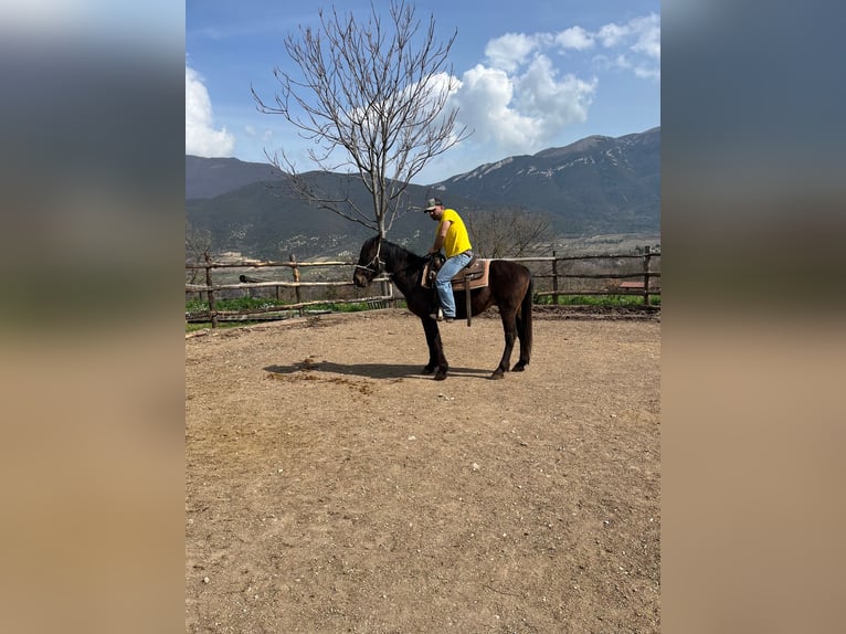 Andere Rassen Ruin 3 Jaar Donkerbruin in Capestrano