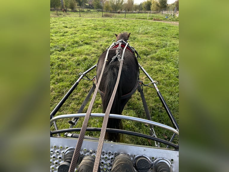 Andere Rassen Mix Ruin 4 Jaar 114 cm Zwart in Zarlardinge