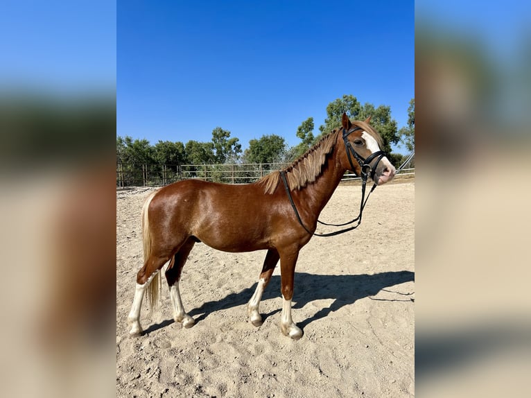 Andere Rassen Mix Ruin 4 Jaar 115 cm Vos in Jara Beltran