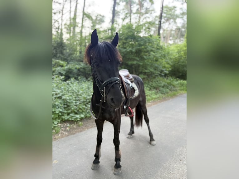 Andere Rassen Mix Ruin 4 Jaar 133 cm Zwartbruin in Genk