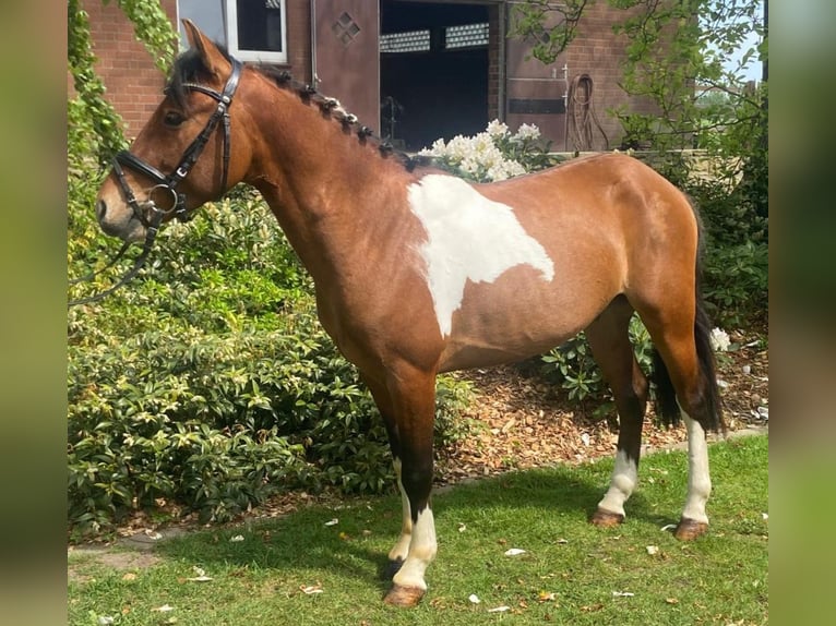 Andere Rassen Ruin 4 Jaar 134 cm Gevlekt-paard in Hopsten