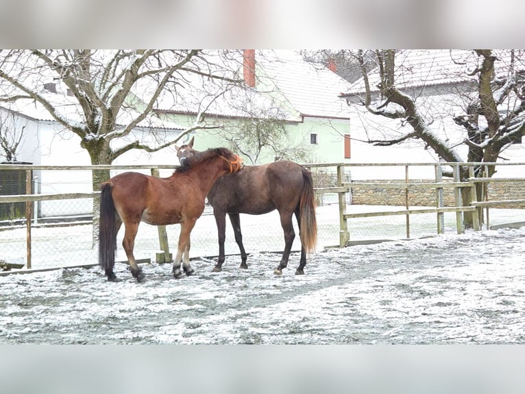 Andere Rassen Mix Ruin 4 Jaar 142 cm Bruin in Unterwart