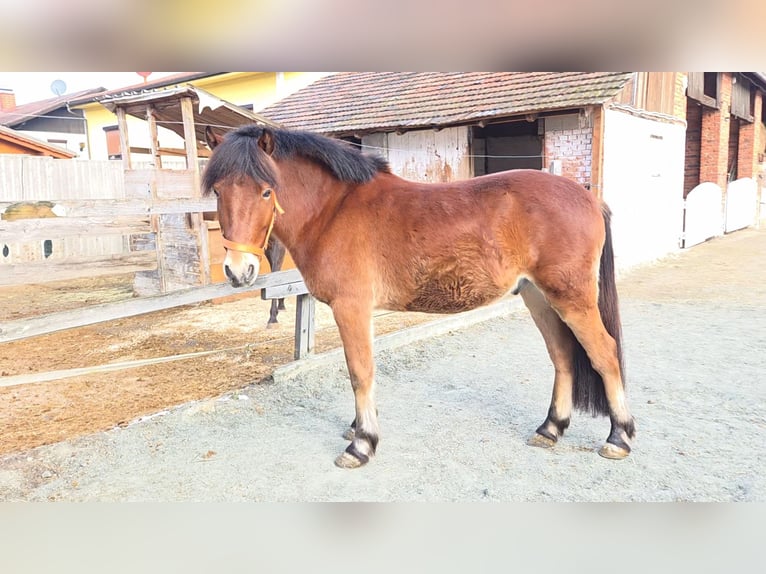 Andere Rassen Mix Ruin 4 Jaar 142 cm Bruin in Unterwart