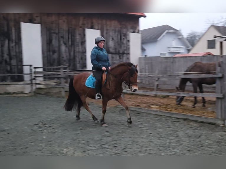 Andere Rassen Mix Ruin 4 Jaar 142 cm Bruin in Unterwart