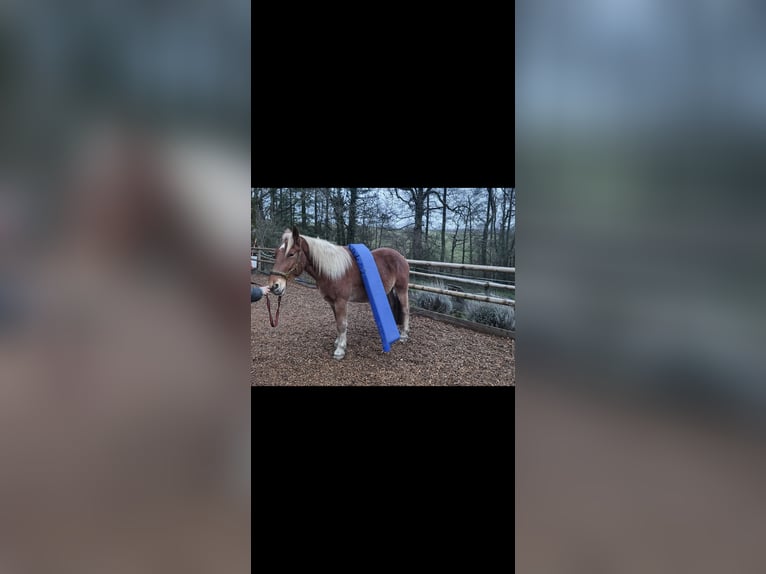 Andere Rassen Mix Ruin 4 Jaar 145 cm Bruin in Breckerfeld