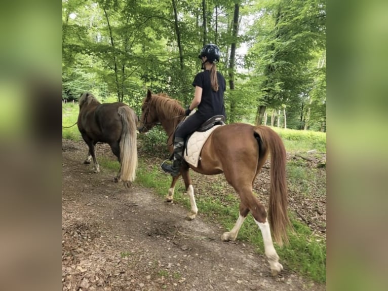 Andere Rassen Ruin 4 Jaar 145 cm Vos in Hennef