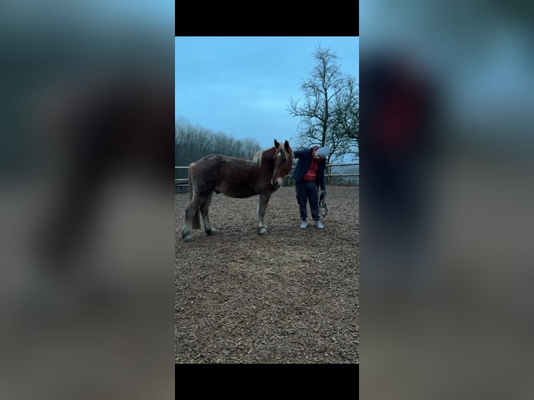 Andere Rassen Mix Ruin 4 Jaar 146 cm Bruin in Breckerfeld
