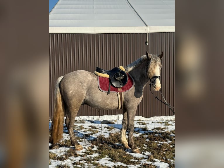 Andere Rassen Ruin 4 Jaar 150 cm Buckskin in Vilnius