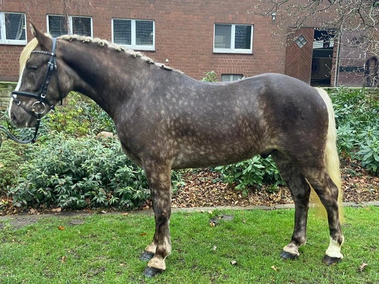 Andere Rassen Ruin 4 Jaar 150 cm Donkere-vos in Hopsten