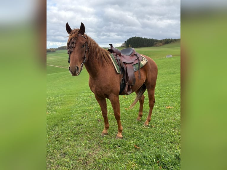 Andere Rassen Ruin 4 Jaar 150 cm Vos in N&#xFC;rburg