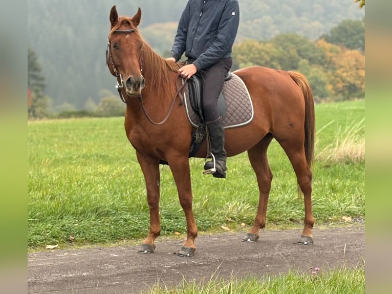 Andere Rassen Ruin 4 Jaar 150 cm Vos in N&#xFC;rburg