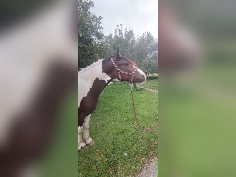 Andere Rassen Ruin 4 Jaar 152 cm Gevlekt-paard in Kluse