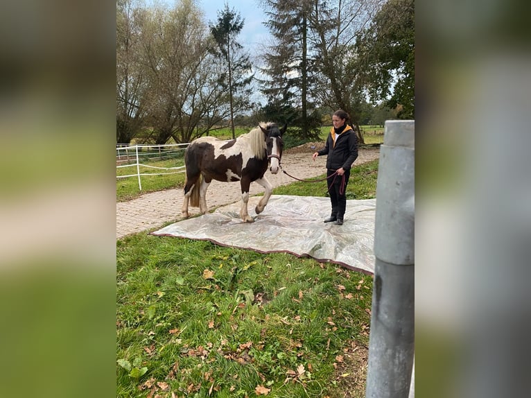 Andere Rassen Ruin 4 Jaar 152 cm Gevlekt-paard in Kluse