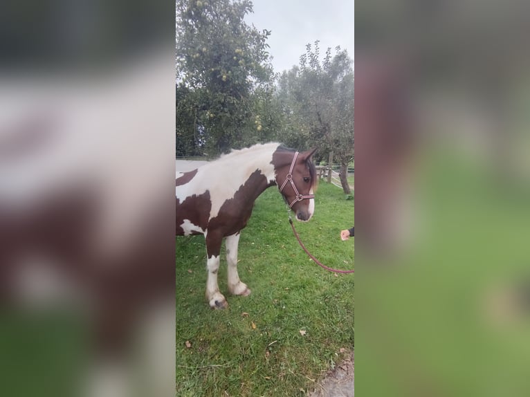 Andere Rassen Ruin 4 Jaar 152 cm Gevlekt-paard in Kluse