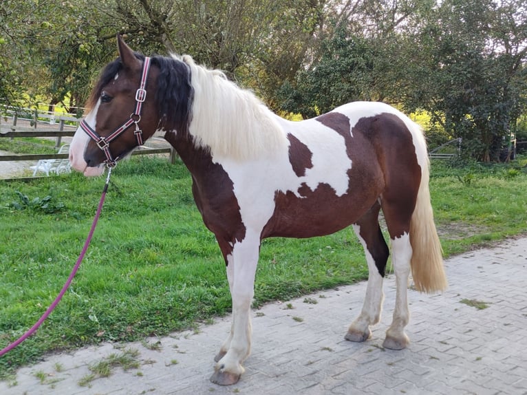 Andere Rassen Ruin 4 Jaar 152 cm Gevlekt-paard in Kluse