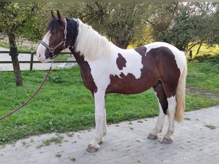 Andere Rassen Ruin 4 Jaar 152 cm Gevlekt-paard in Kluse