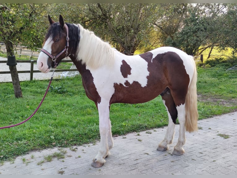 Andere Rassen Ruin 4 Jaar 152 cm Gevlekt-paard in Kluse