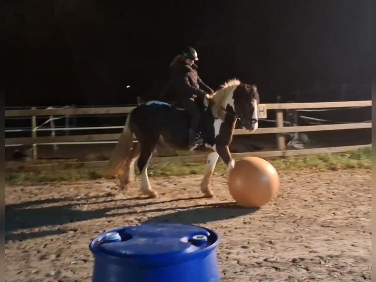 Andere Rassen Ruin 4 Jaar 152 cm Gevlekt-paard in Kluse