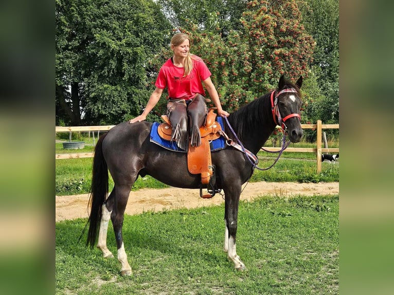 Andere Rassen Ruin 4 Jaar 153 cm Gevlekt-paard in Linkenbach